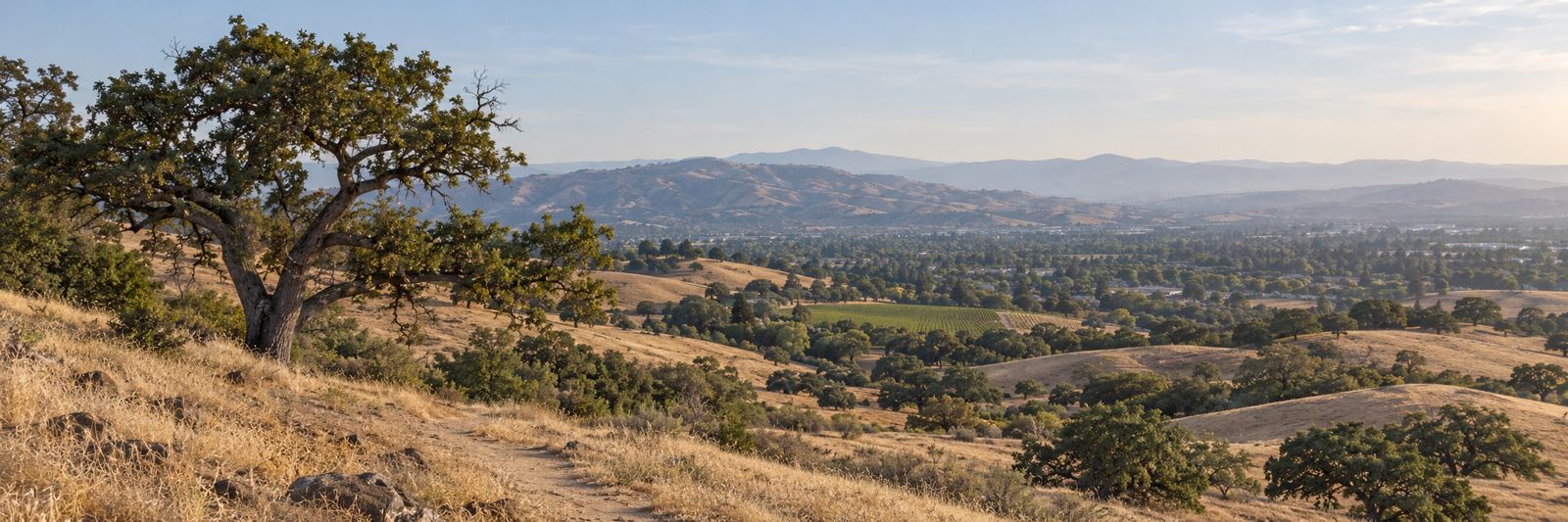 Golden hills, oak trees, and vineyards at sunset in the East Bay and Tri-Valley